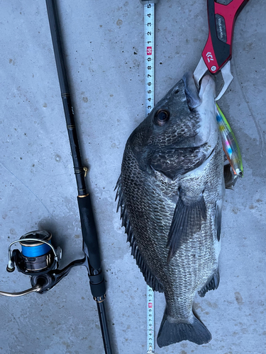 チヌの釣果