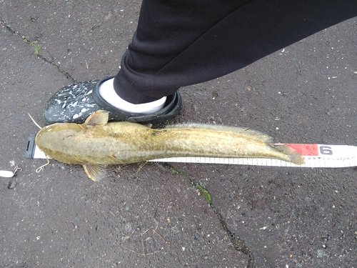 マナマズの釣果