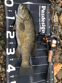 スモールマウスバスの釣果