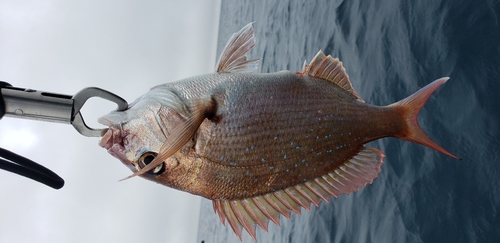 タイの釣果