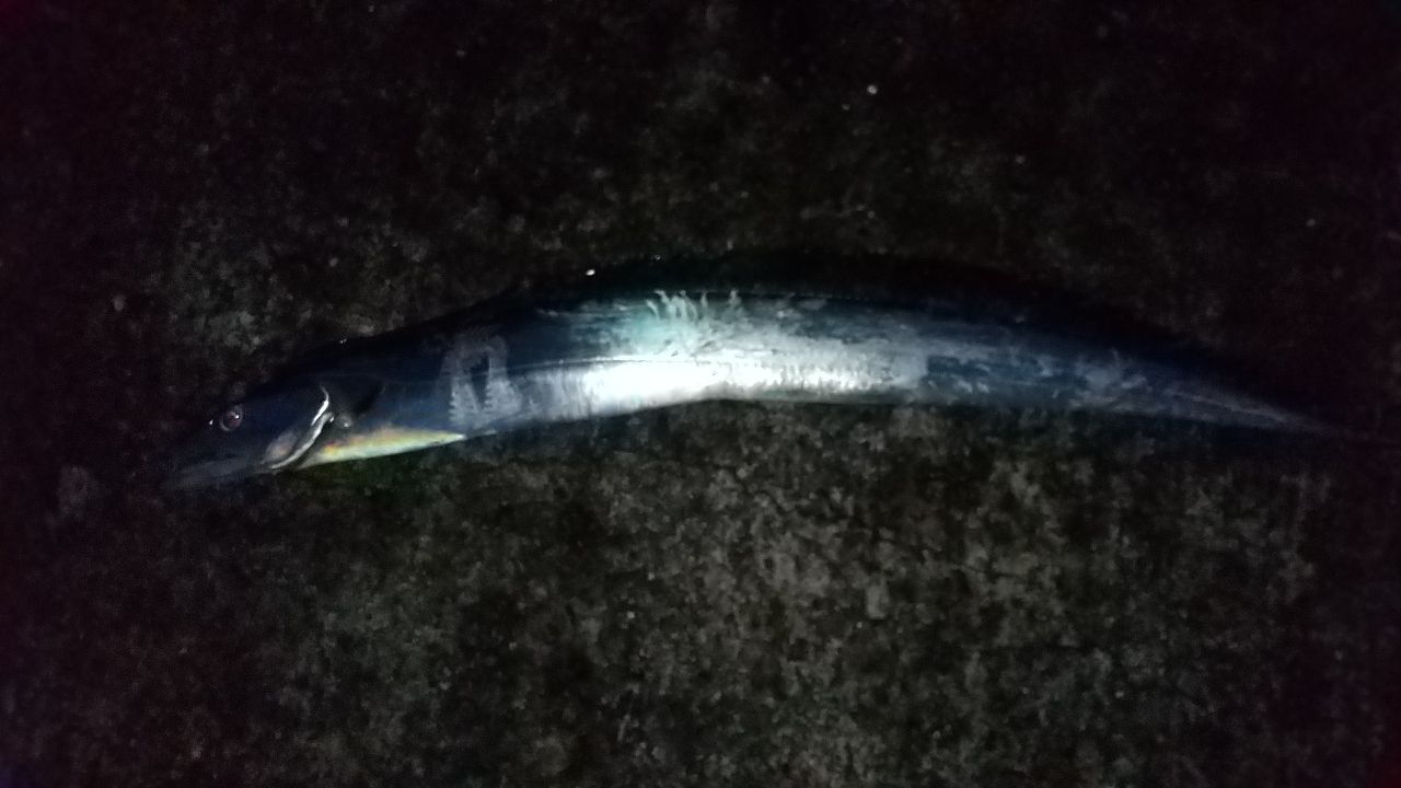 タチウオ