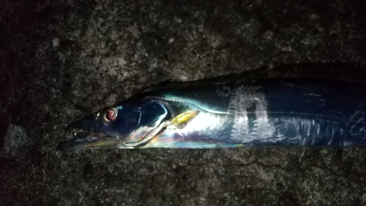 タチウオ