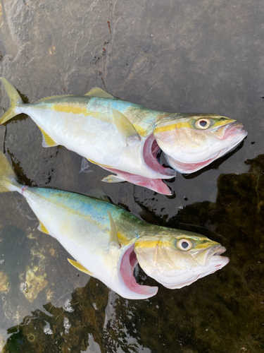 イナダの釣果