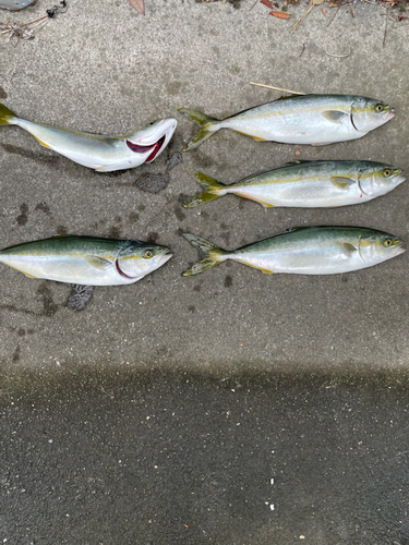 ツバスの釣果