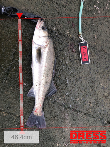 シーバスの釣果