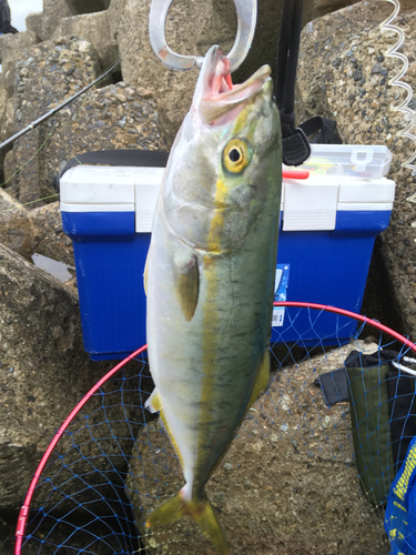 ワカシの釣果