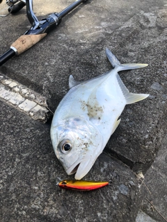 ロウニンアジの釣果