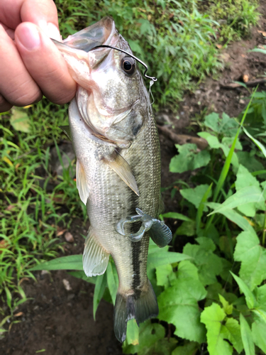 ブラックバスの釣果