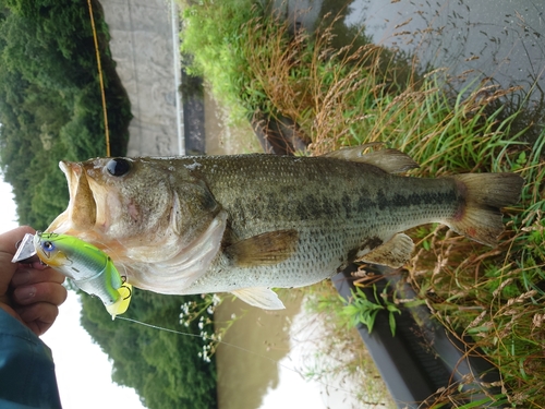 ブラックバスの釣果