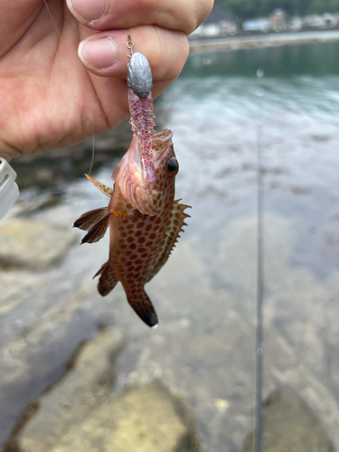 オオモンハタの釣果