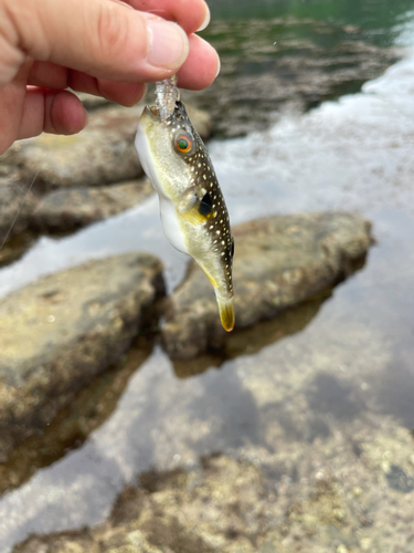 アカメフグの釣果