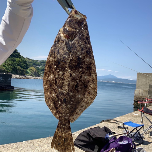 ヒラメの釣果