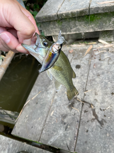 ラージマウスバスの釣果