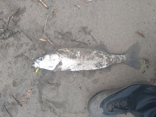 フッコ（マルスズキ）の釣果