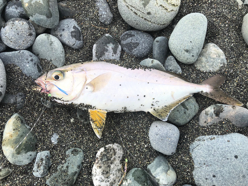 ワカシの釣果