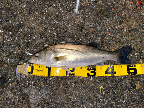 フッコ（マルスズキ）の釣果