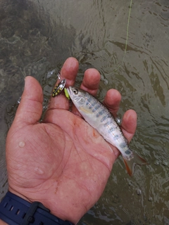 アマゴの釣果