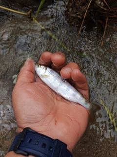 アマゴの釣果