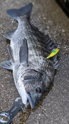 チヌの釣果