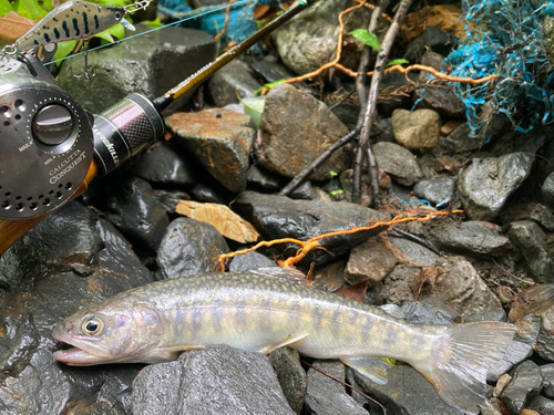 イワナの釣果