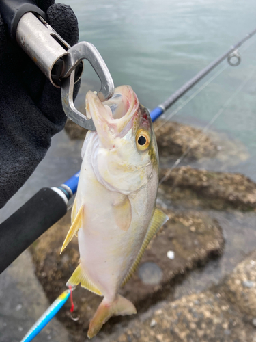 ショゴの釣果