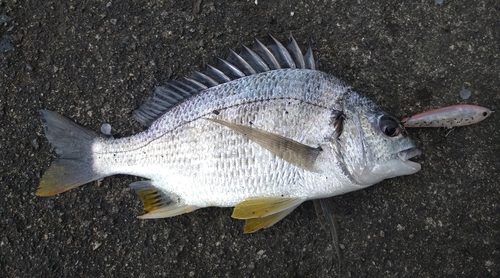 キビレの釣果