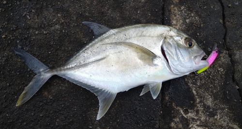 メッキの釣果