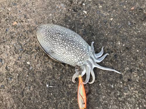 シリヤケイカの釣果