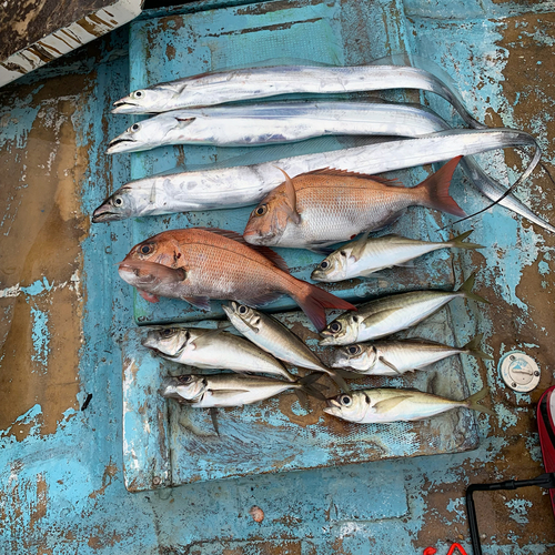 マダイの釣果