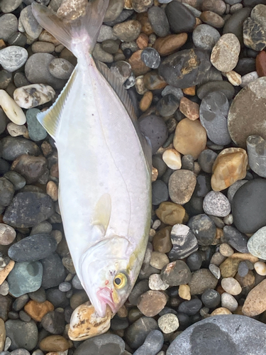 ショゴの釣果