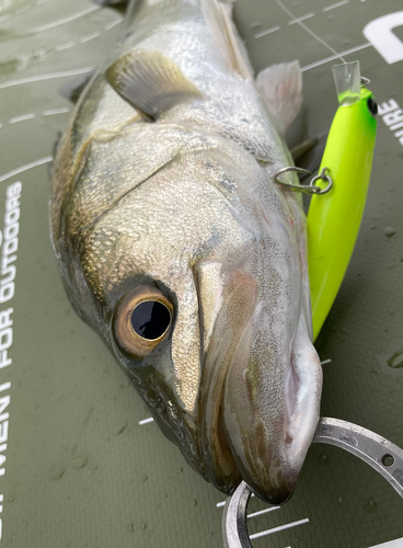 シーバスの釣果