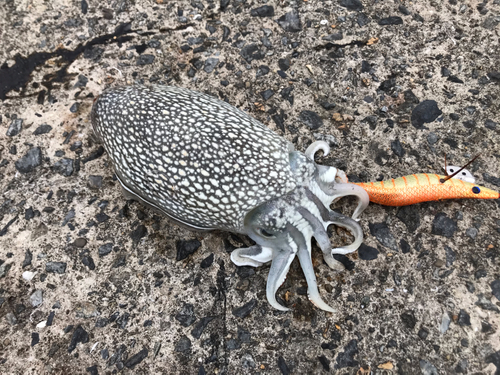 シリヤケイカの釣果