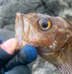 エゾメバルの釣果