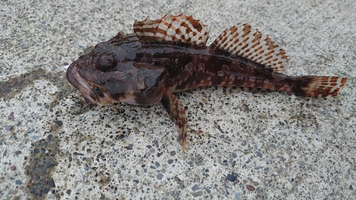 ニジカジカの釣果