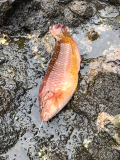 アカササノハベラの釣果