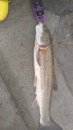 ニゴイの釣果