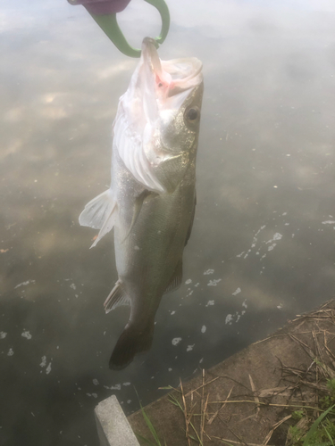 セイゴ（マルスズキ）の釣果