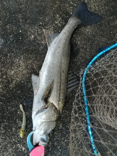 シーバスの釣果