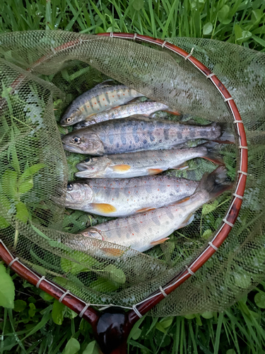 アマゴの釣果