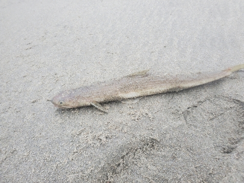 エソの釣果