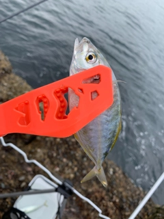 シマアジの釣果