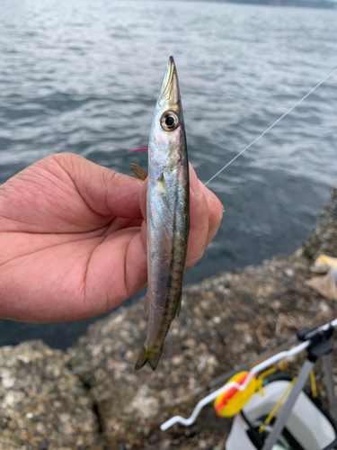 カマスの釣果