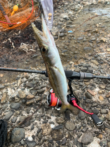 カマスの釣果