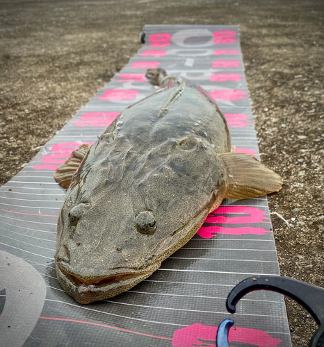 マゴチの釣果