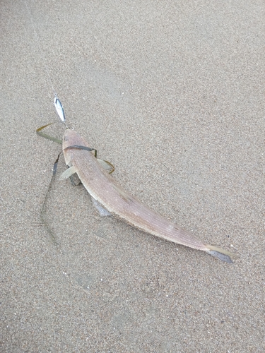 エソの釣果