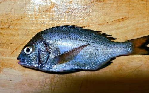 ミナミクロダイの釣果