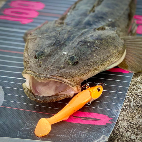 マゴチの釣果