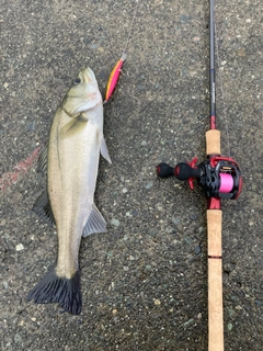 スズキの釣果