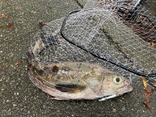 タイリクスズキの釣果