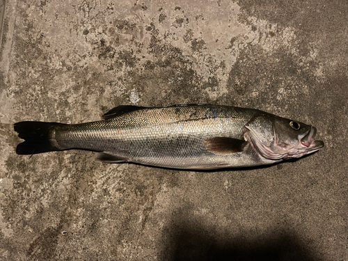 スズキの釣果